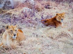 -西安秦岭野生动物园