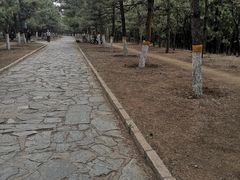 -云岗森林公园
