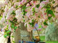 -桃花堤公园