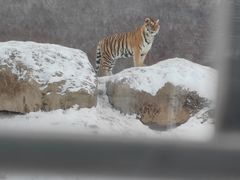 -横道河子东北虎林园