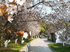 -花溪公园