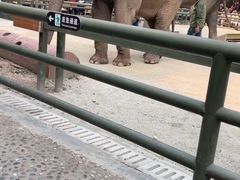 -野象谷景区