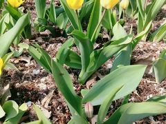 -长春公园(普阳街道)