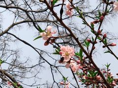 -桃花堤公园