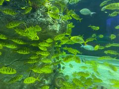 -芜湖新华联大白鲸海洋公园