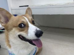-瑞鹏宠物医院华南总院·夜诊·心脏科·骨科
