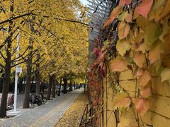 -三里屯东五街银杏大道