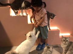 -猫儿山۰猫主题餐厅