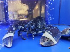 -AZUR聚(香格里拉饭店)