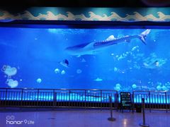 -烟台海昌鲸鲨海洋公园