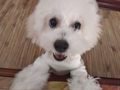 -帕帕拉兹宠物(亚洲旗舰店)