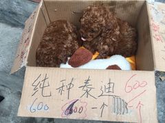 -桂林市花鸟市场