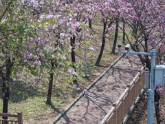 -广东花都湖国家湿地公园