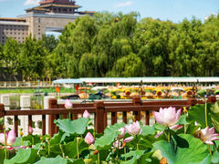 -莲花池公园