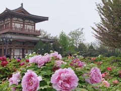 -西安乐游原