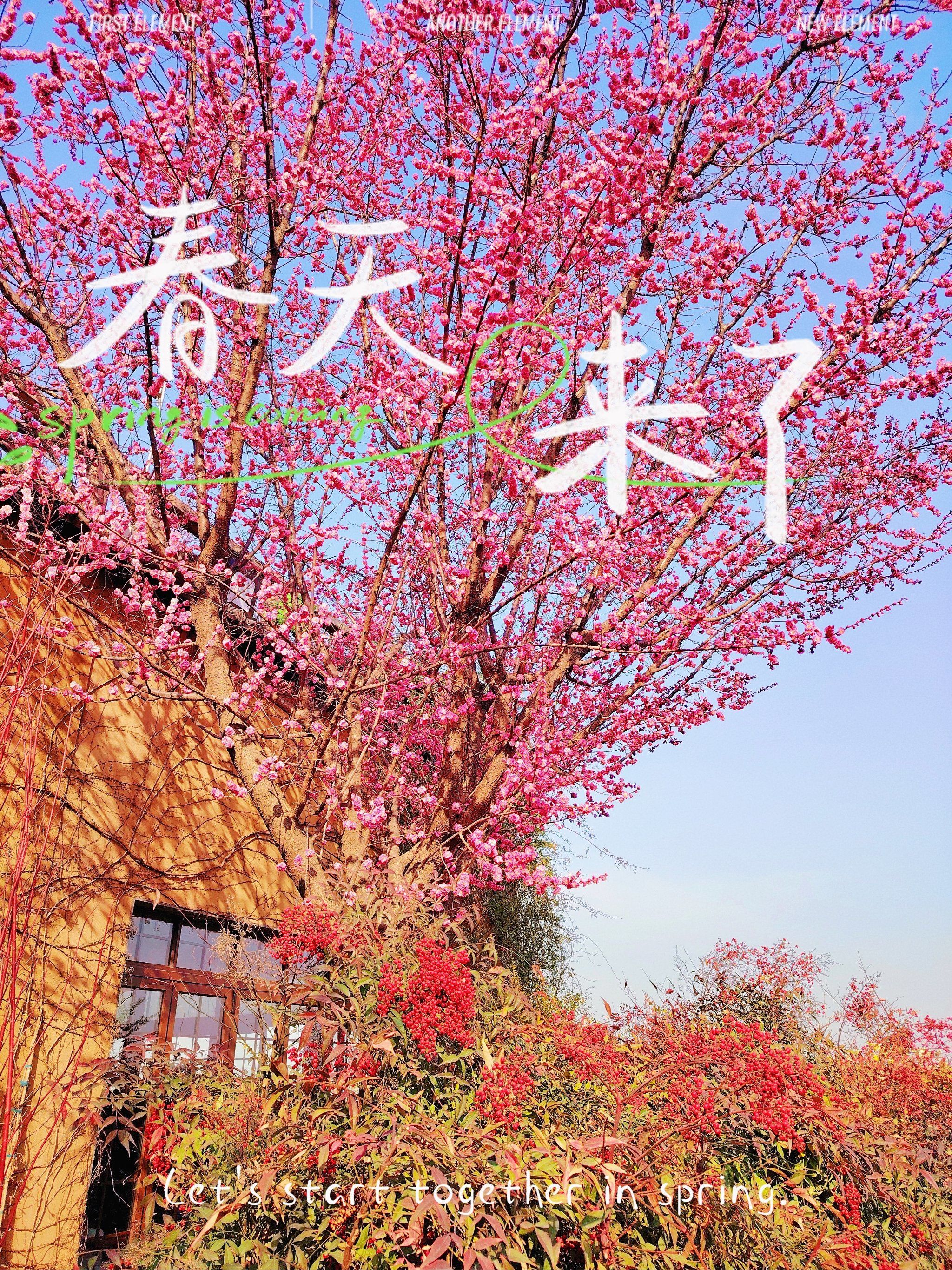 轻轻抚摸着你的脸庞,像久违的朋友!春天来了,别来无恙!