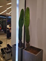 -IP SALON