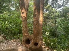 -上海佘山国家森林公园天马山园