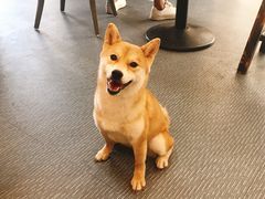 -柴源莊·柴小宠柴犬咖啡