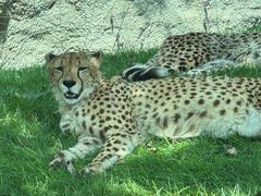 -北京野生动物园