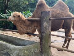 -海南热带野生动植物园