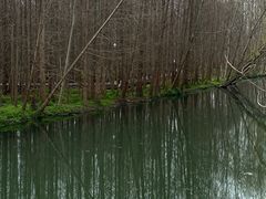 -桤木河湿地公园