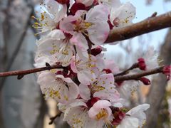-桃花堤公园