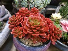 -双季花艺园艺市场(浦东店)