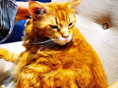 -藏猫猫咖啡主题馆(中央大道店)