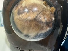 -特一安24小时宠物医院·骨科·中兽医