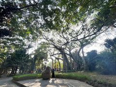 -瑞丽独树成林风景区