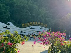 -西双版纳原始森林公园
