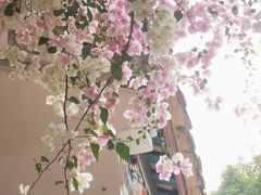 -深圳国际园林花卉博览园