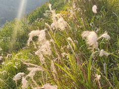 -黑河坝泡姜鸡贡椒鱼(贾旗路店)