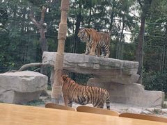 -上海野生动物园老虎餐厅