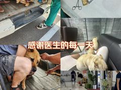-派美特宠物医院·核磁CT·骨科肿瘤·疑难转诊(沈农禾丰店)
