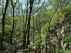 -大岭沟猕猴桃谷风景区