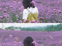 -紫颐香薰山谷景区