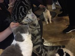 -共舞时光猫咖·狗咖(新街口店)