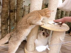 -酷豆宠物咖啡·宠物美食·撸猫馆