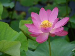 -荷塘月色湿地公园·向阳花洲