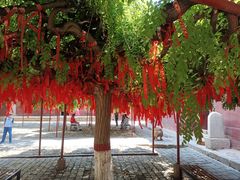-大槐树寻根祭祖园
