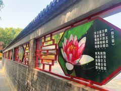 -莲花池公园