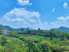 -雁南飞茶田景区