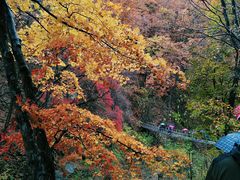 -龙道沟景区
