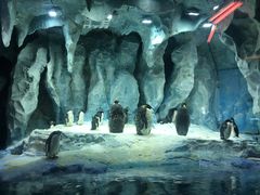 -帝企鹅自助餐厅•儿童岛•真企鹅(长隆企鹅酒店)