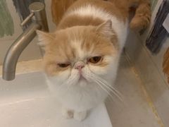 -滚猫咖啡·猫咖·猫友好撸猫(未来城店)