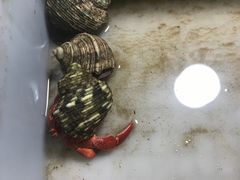 -华声天桥民俗文化园