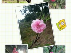 -南国桃园旅游度假区