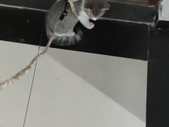 -宠福鑫康馨动物医院·骨科·眼科
